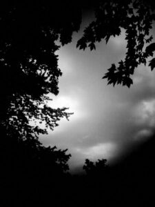 Black and white photo of trees and sky