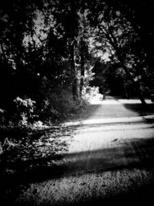 Black and white photo of a path in a forest.