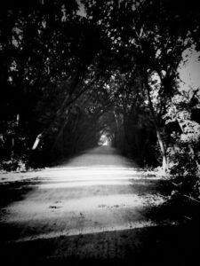Black and white photo of a path in a forest.