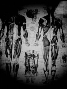 Black and white photo of human muscle diagram from a doctor's office.