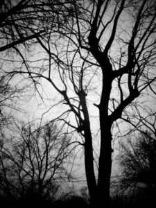 Black and white photo of fall trees without leaves.