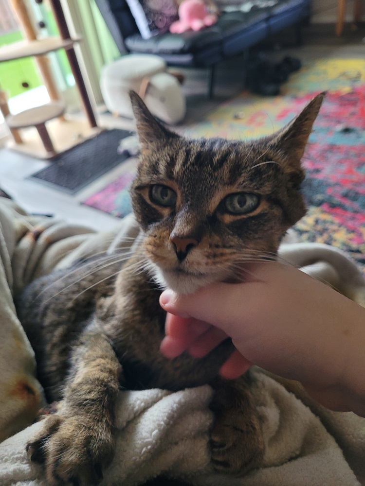 Cat getting chin pets.